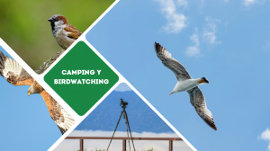 Lee más sobre el artículo Camping y Birdwatching